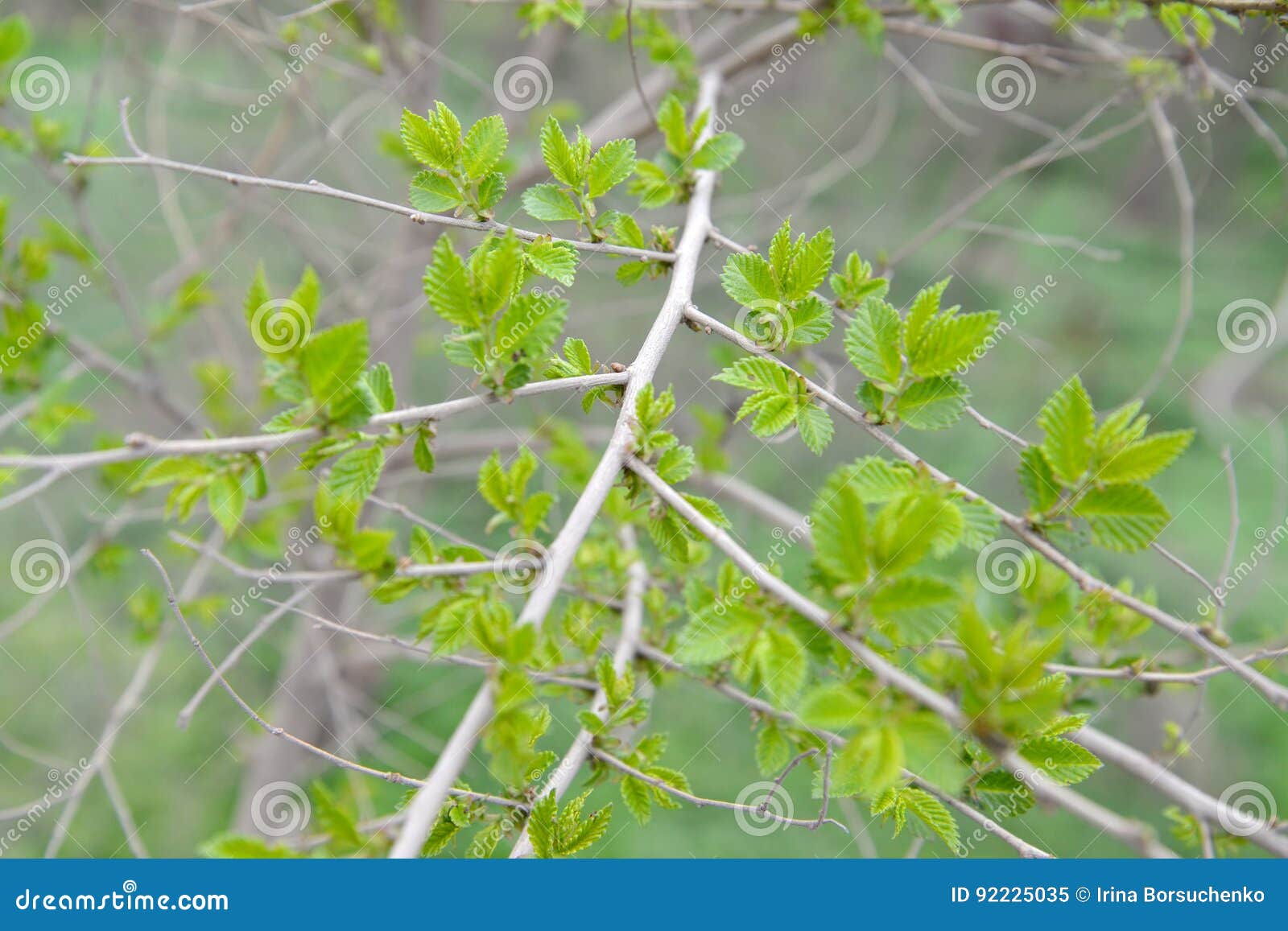 Вяз приземистый