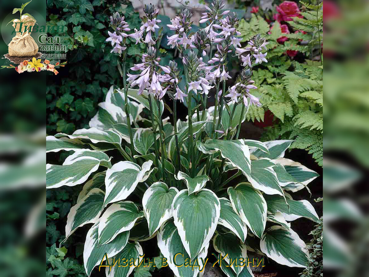 Безвкусница гибридная