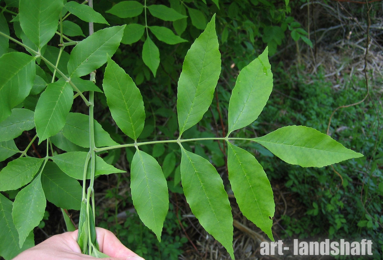 Ясень остроплодный