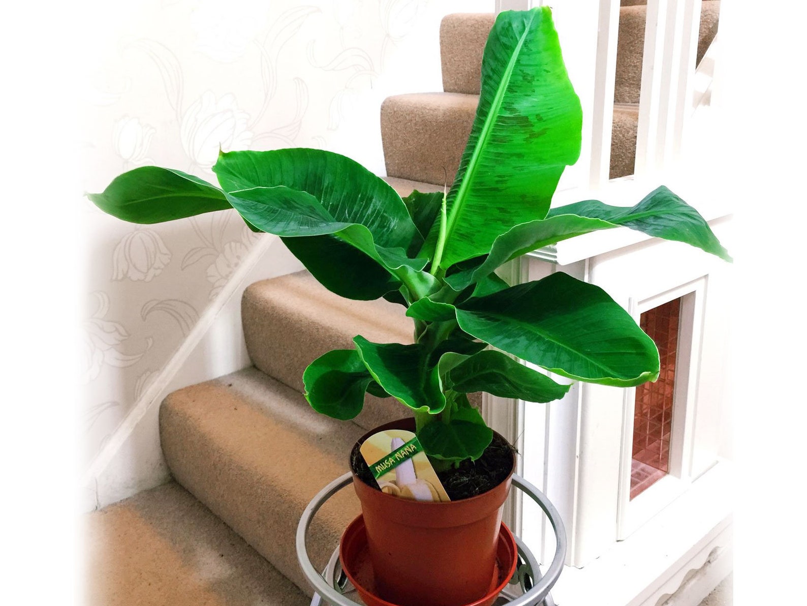 Банан заострённый