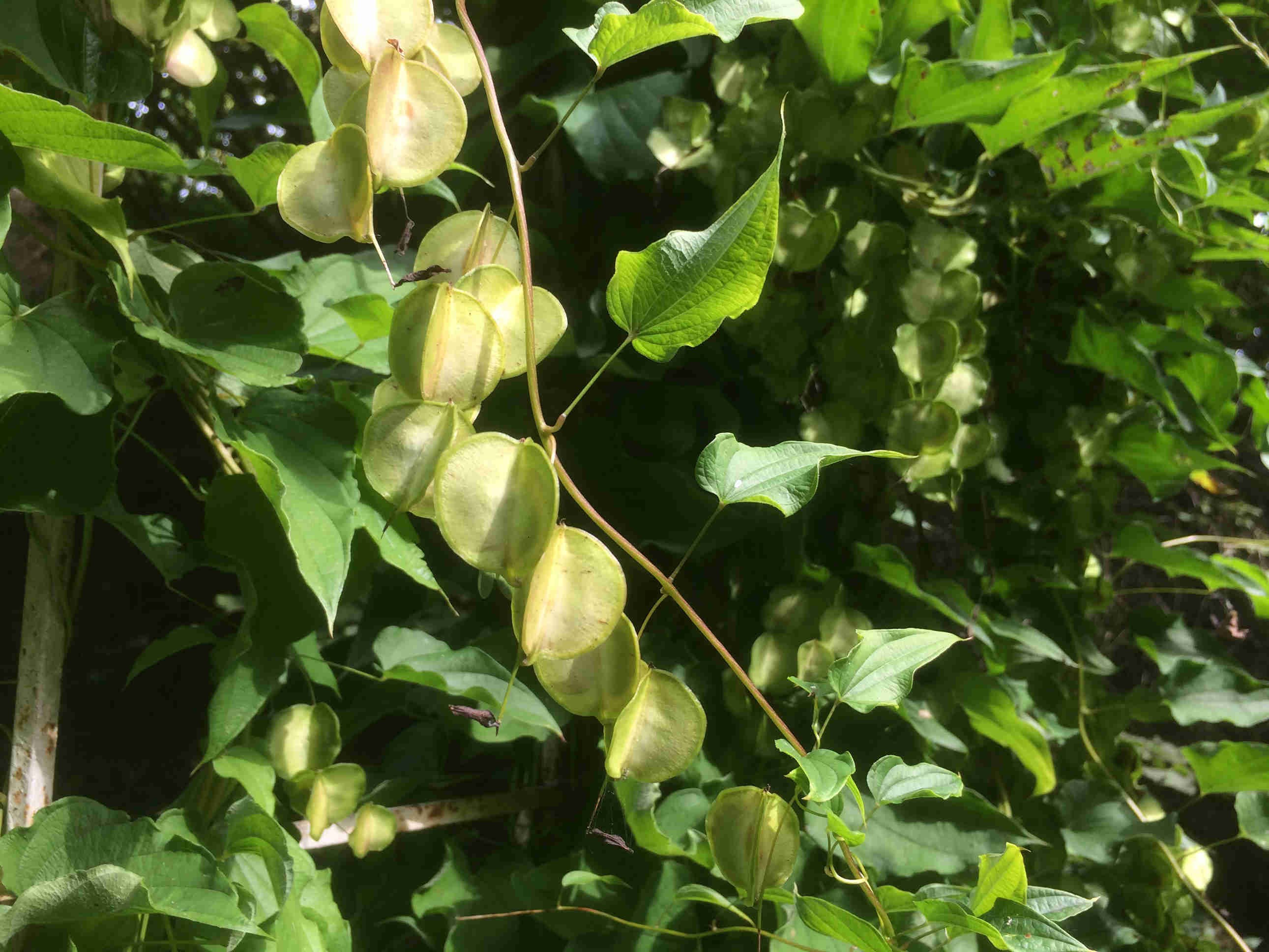 Диоскорея Диоскорея