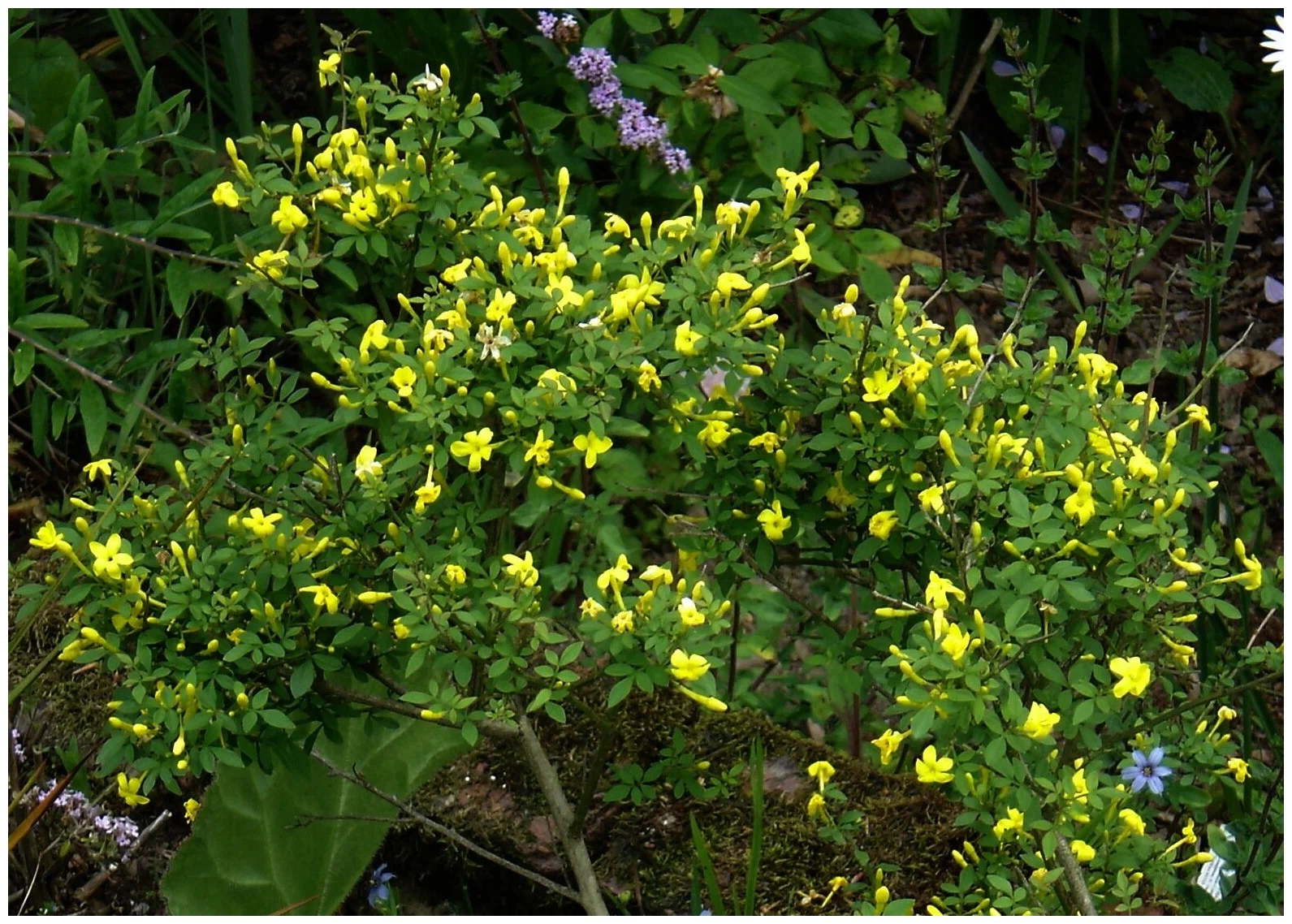 Жасмин кустарниковый