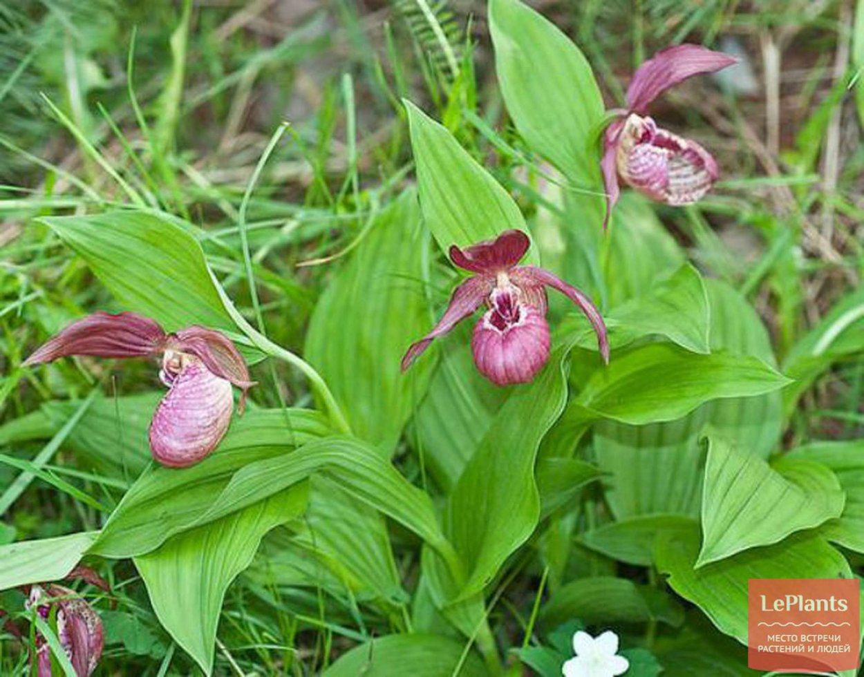 Башмачок Ятабе