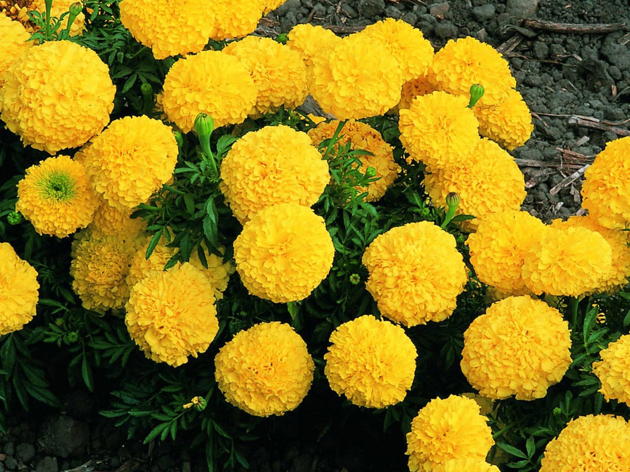 Бархатцы прямостоячие Бархатцы прямостоячие