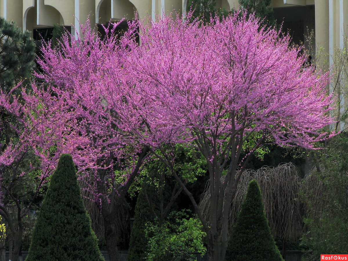 Багрянник китайский