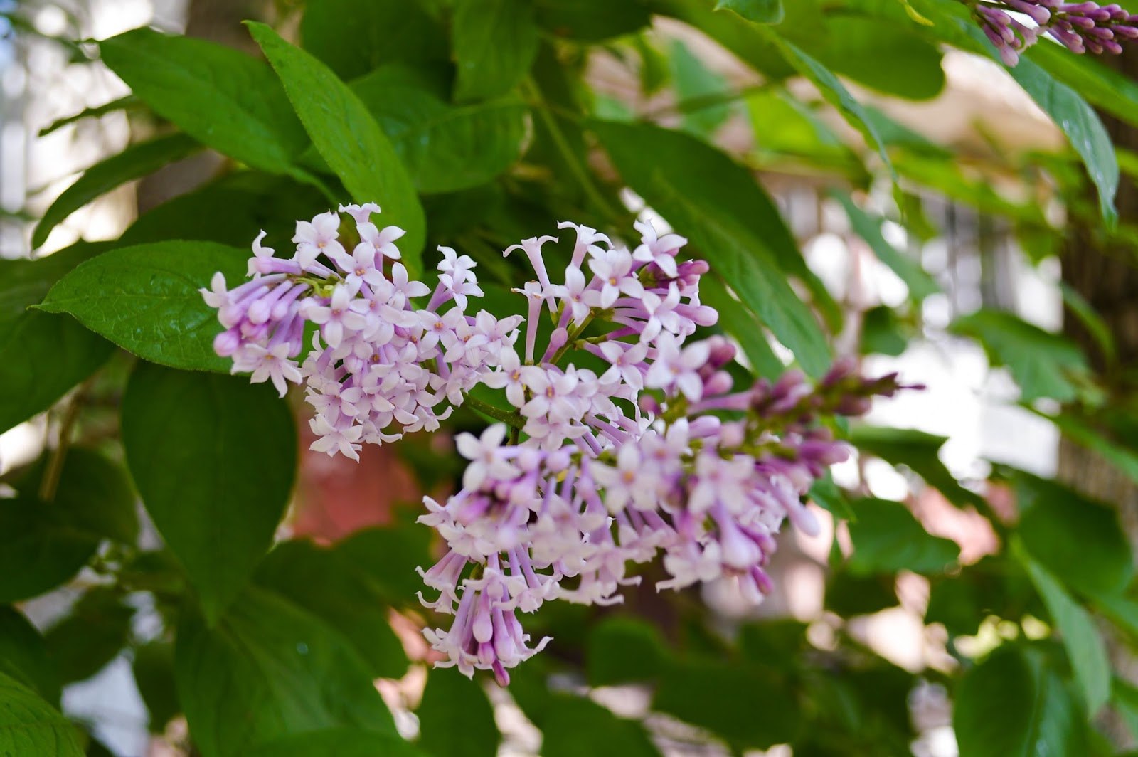 Сирень персидская