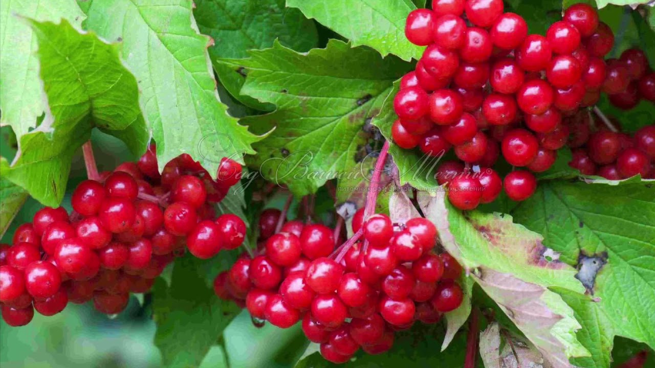 Калина Райта Калина Райта