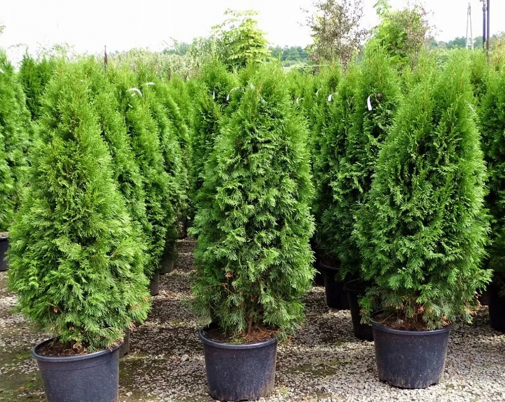 Туя западная Туя западная