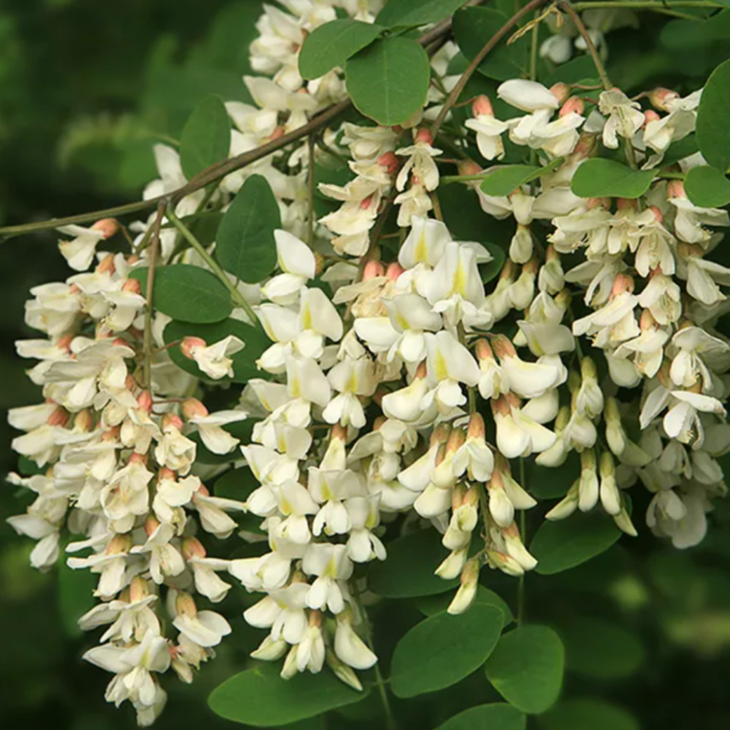 Робиния Робиния