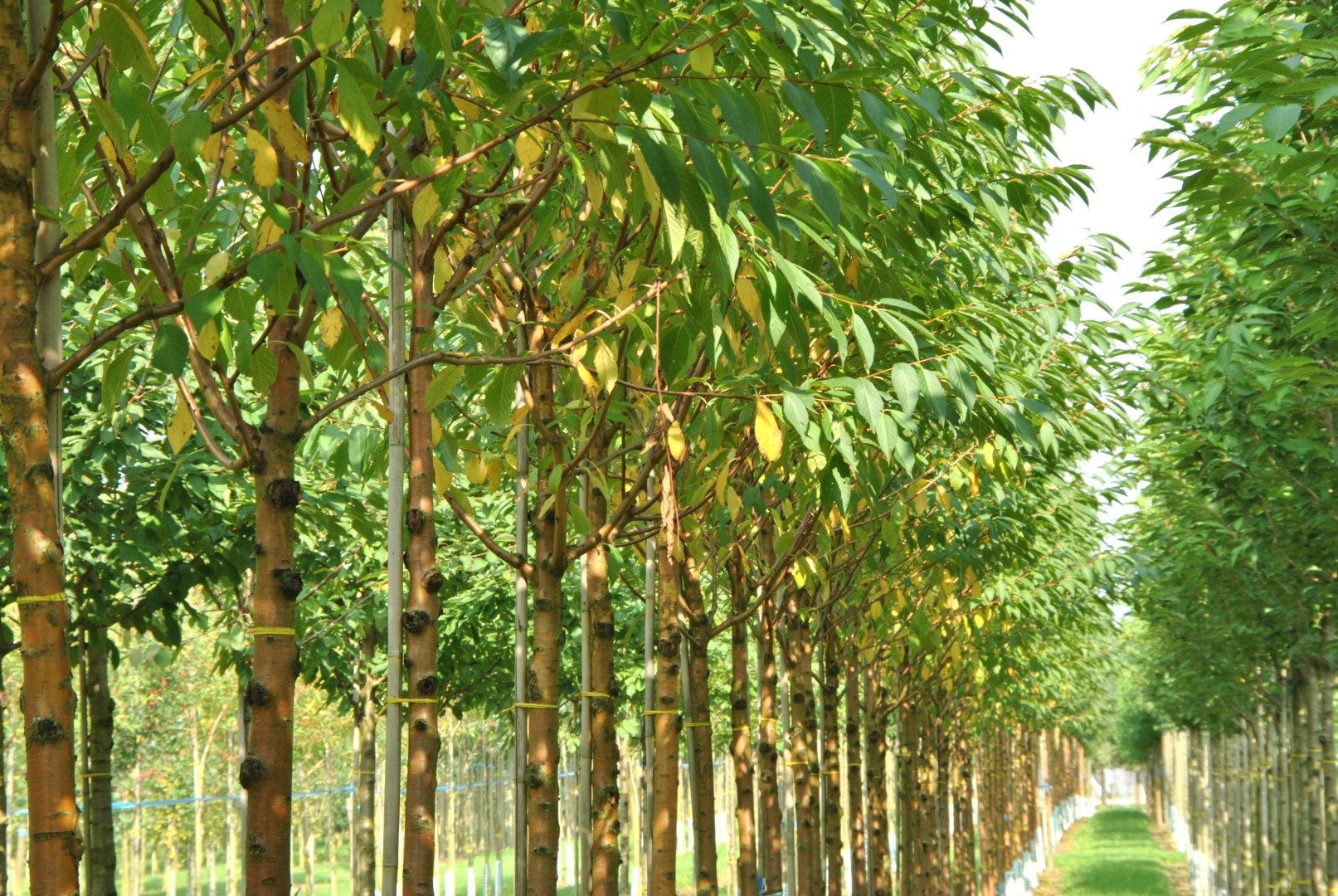 Черемуха Маака