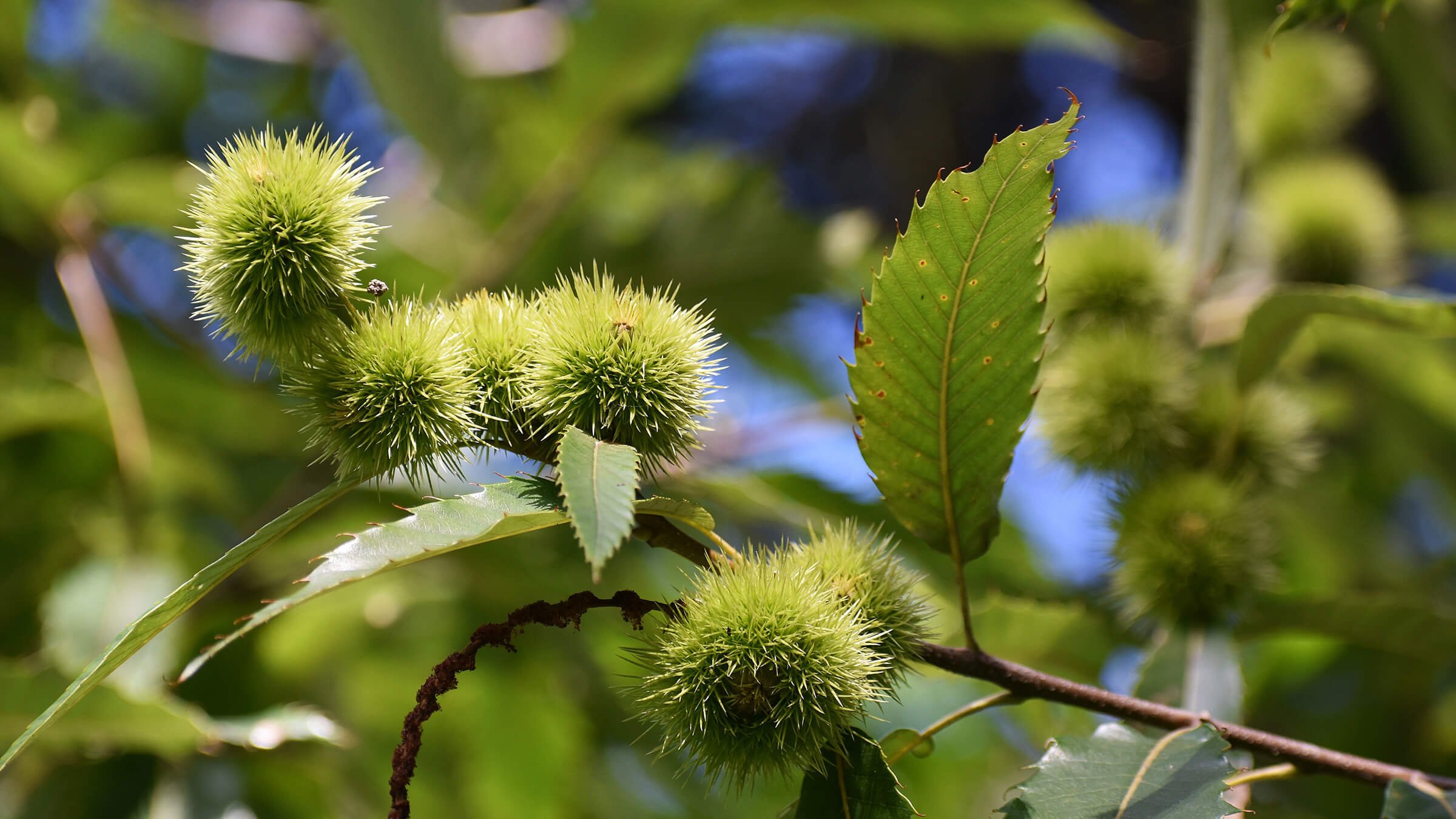 Каштан американский