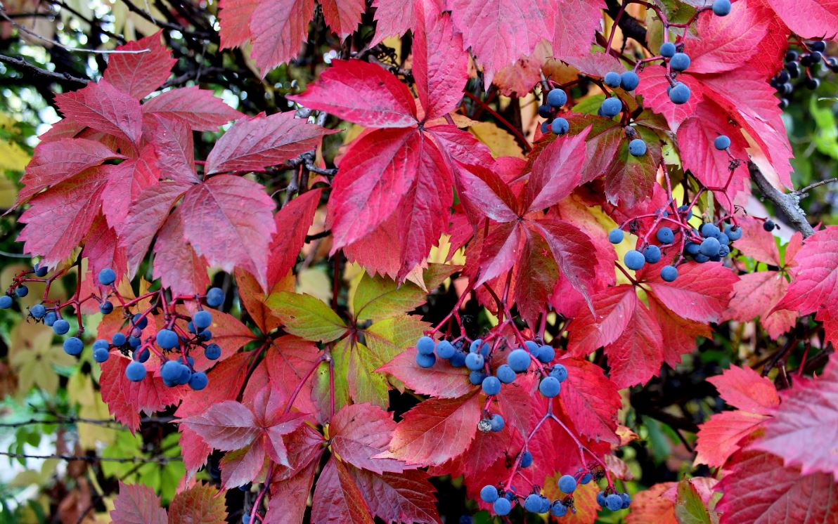 Виноград Тунберга