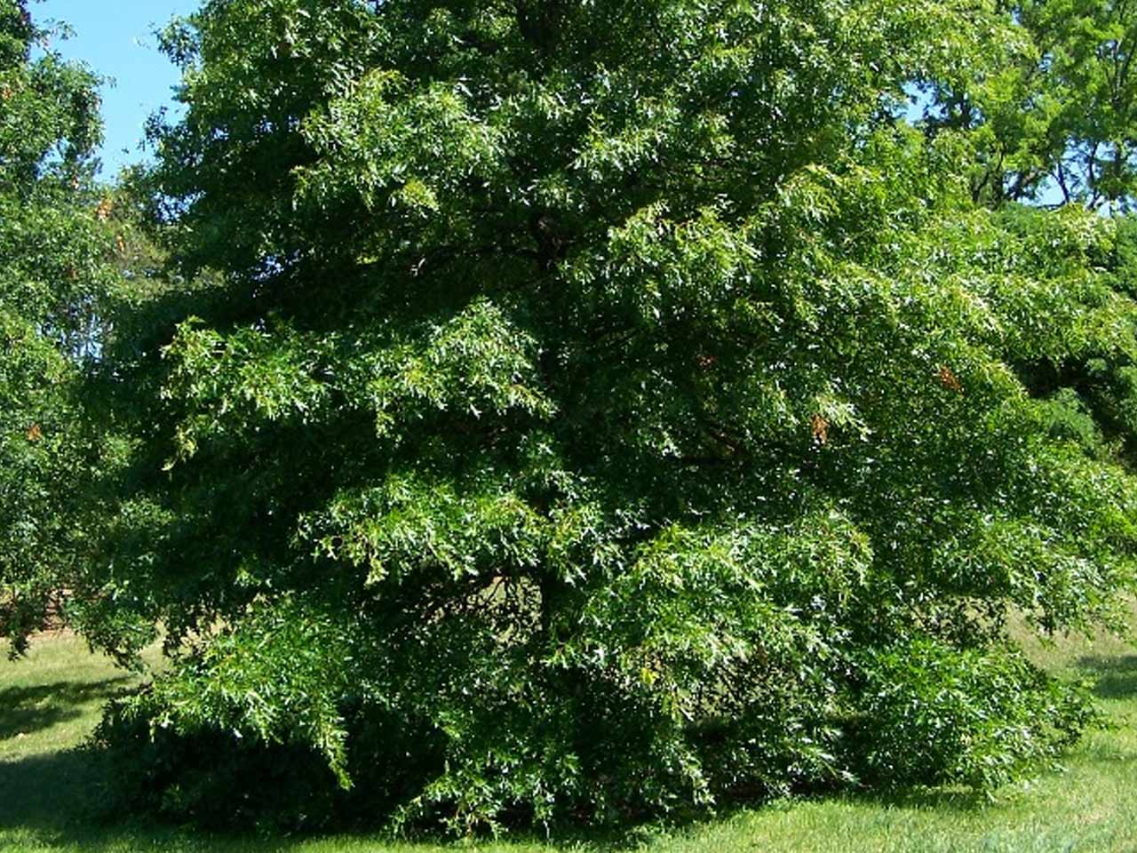 Дуб болотный