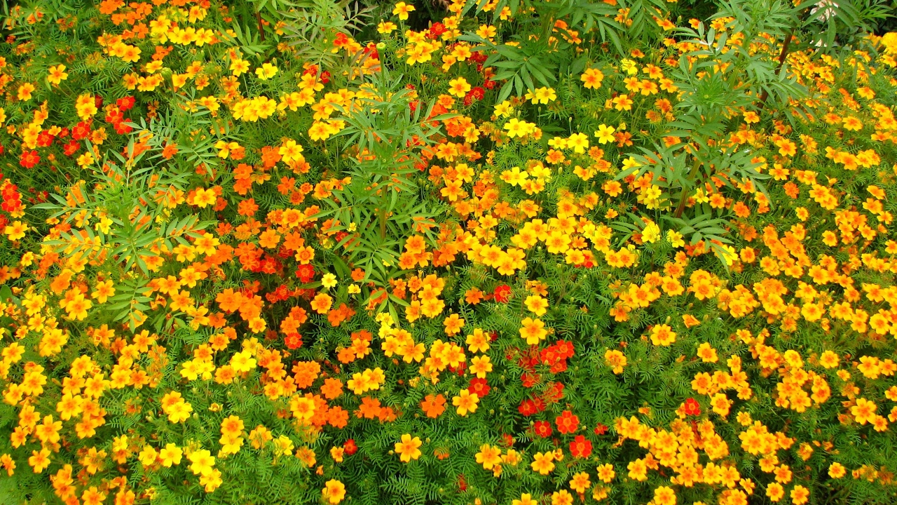 Бархатцевые Бархатцевые