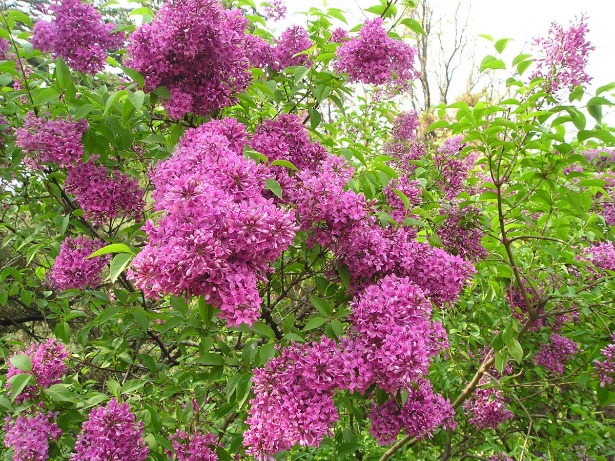 Сирень китайская