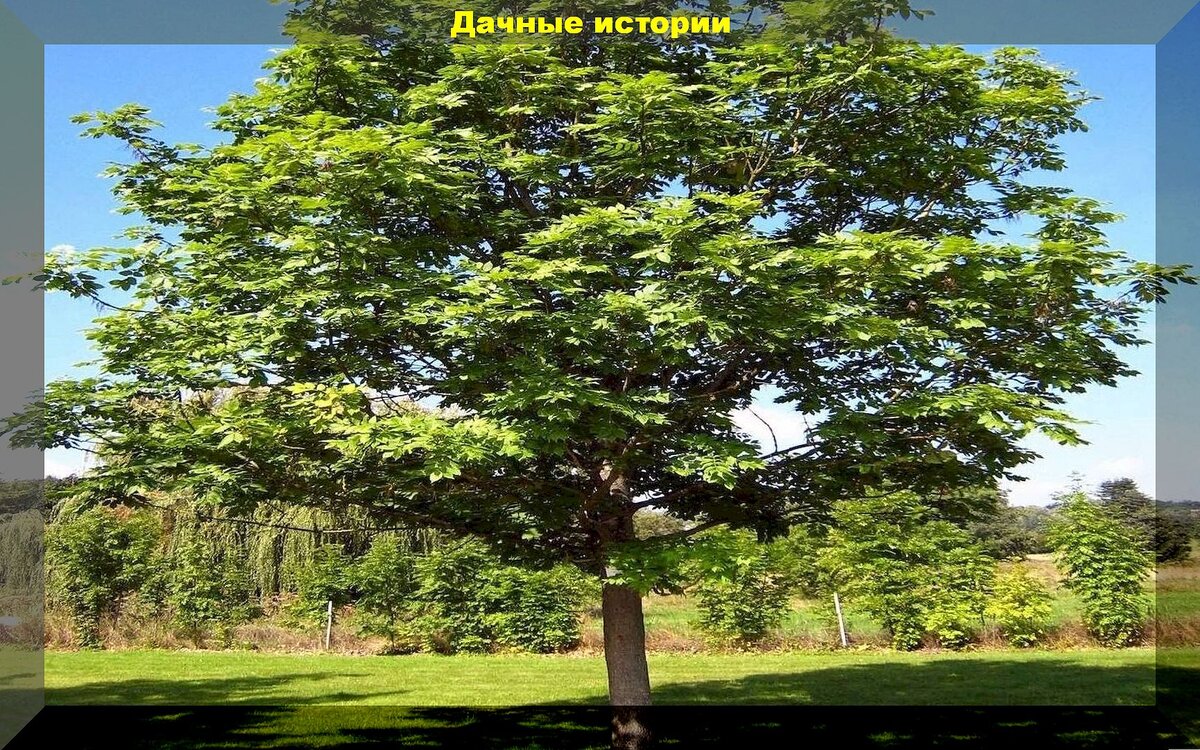 Ясень маньчжурский Ясень маньчжурский