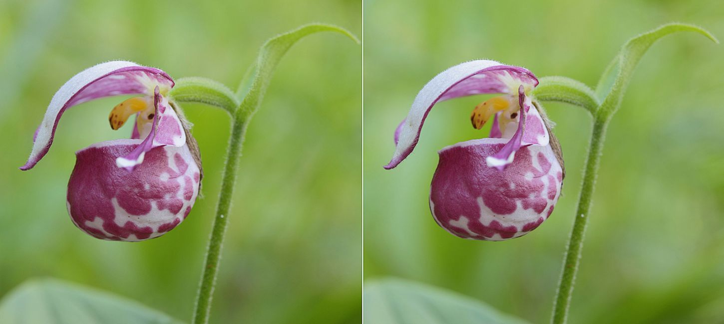 Башмачок капельный