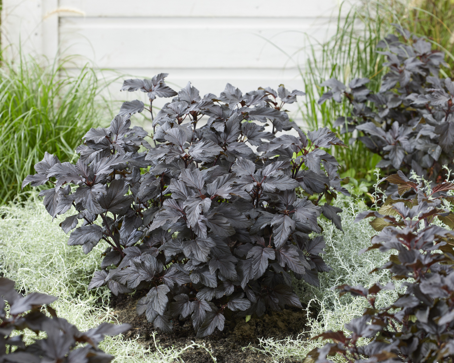 Пузыреплодник сизый