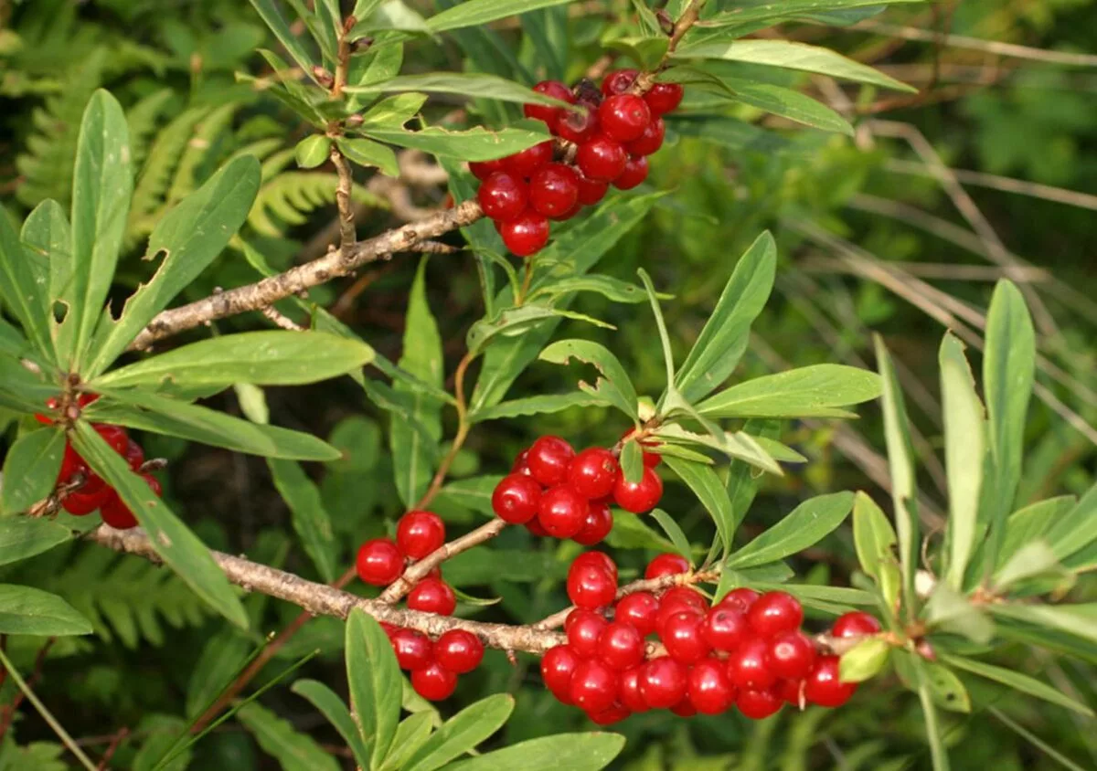 Волчье лыко