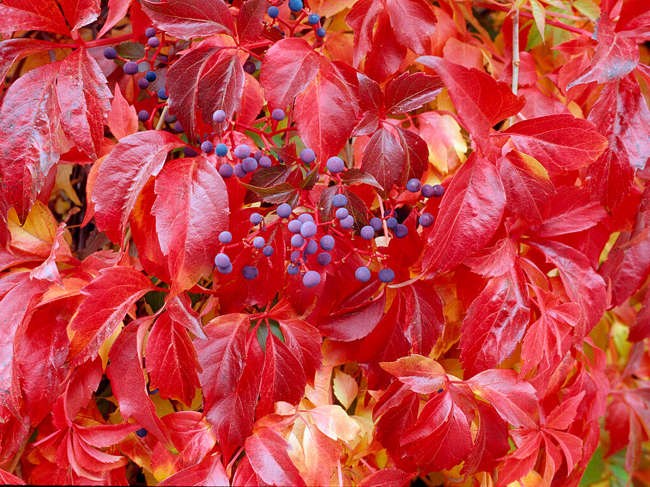 Девичий виноград Генри