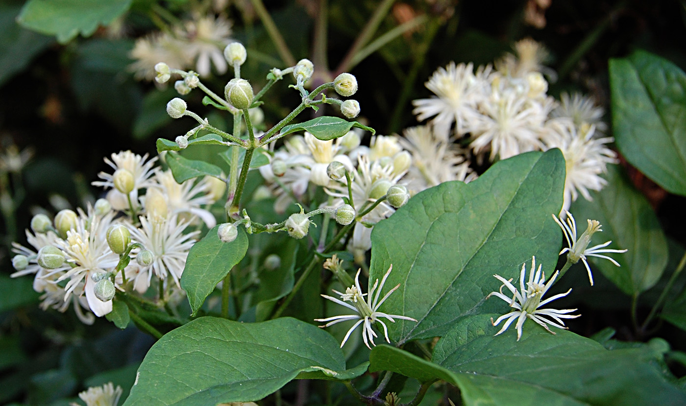 Ломонос сизый