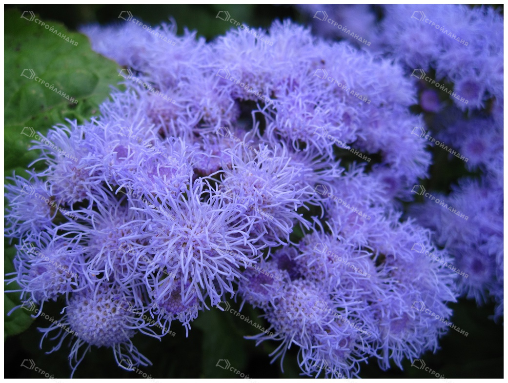 Агератум Агератум