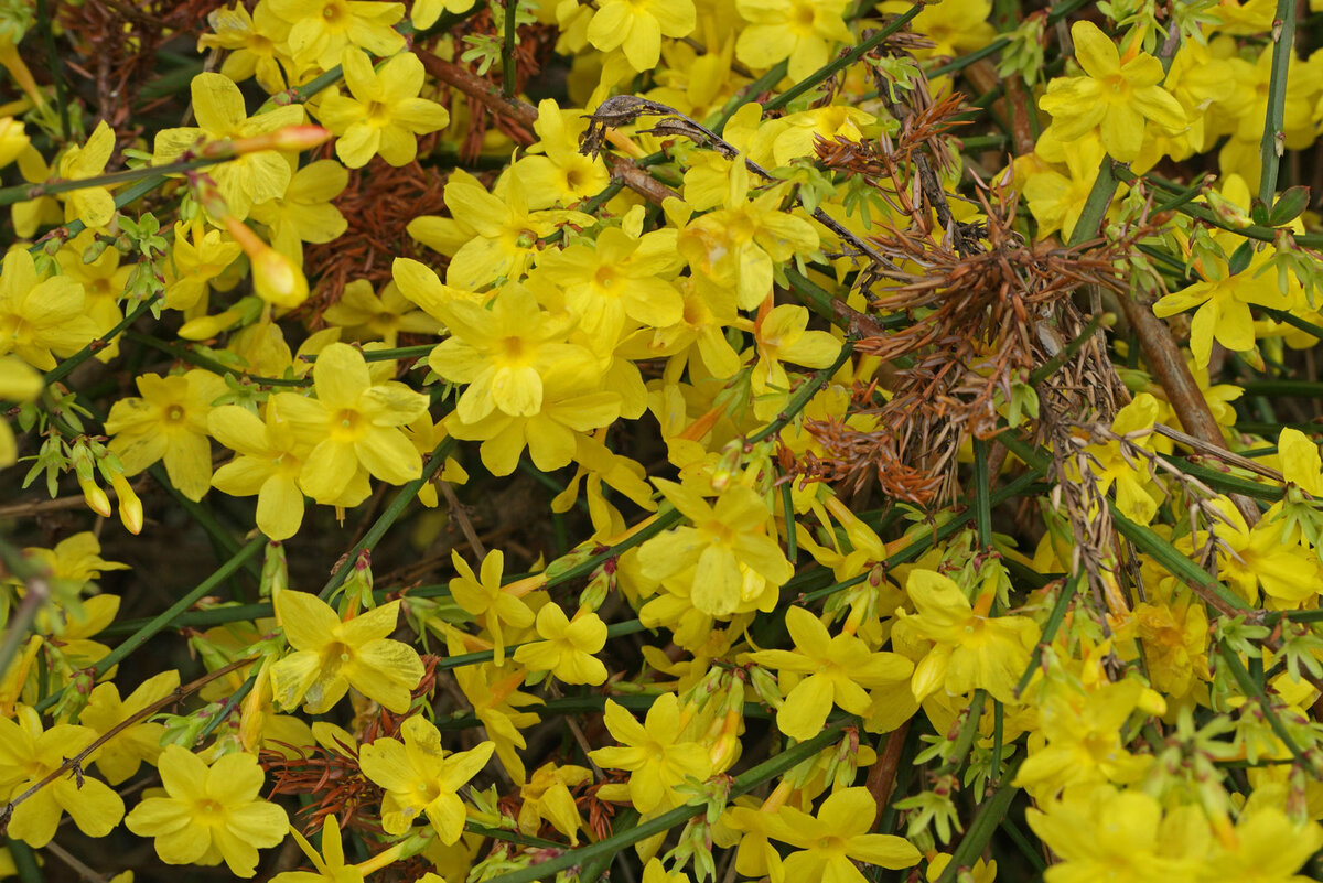 Жасмин голоцветковый Жасмин голоцветковый