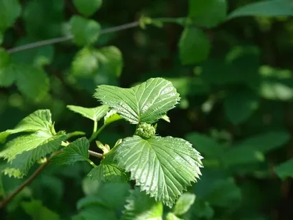 Калина зубчатая Калина зубчатая