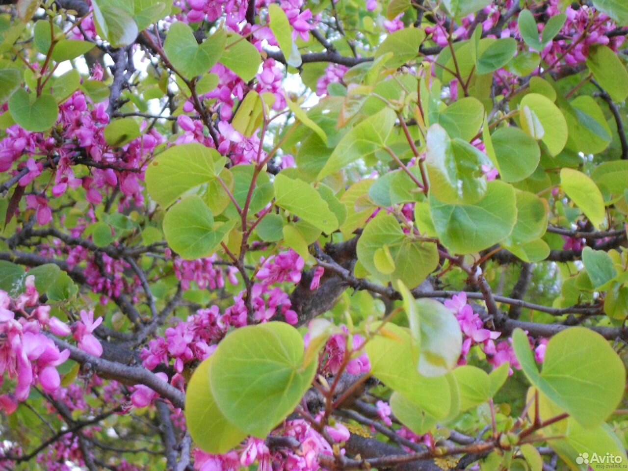 Багрянник канадский