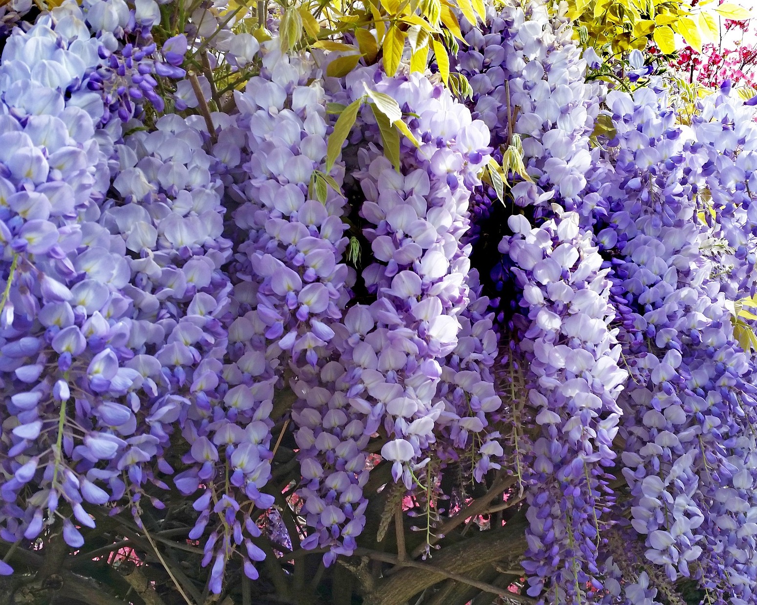 Глициния Глициния