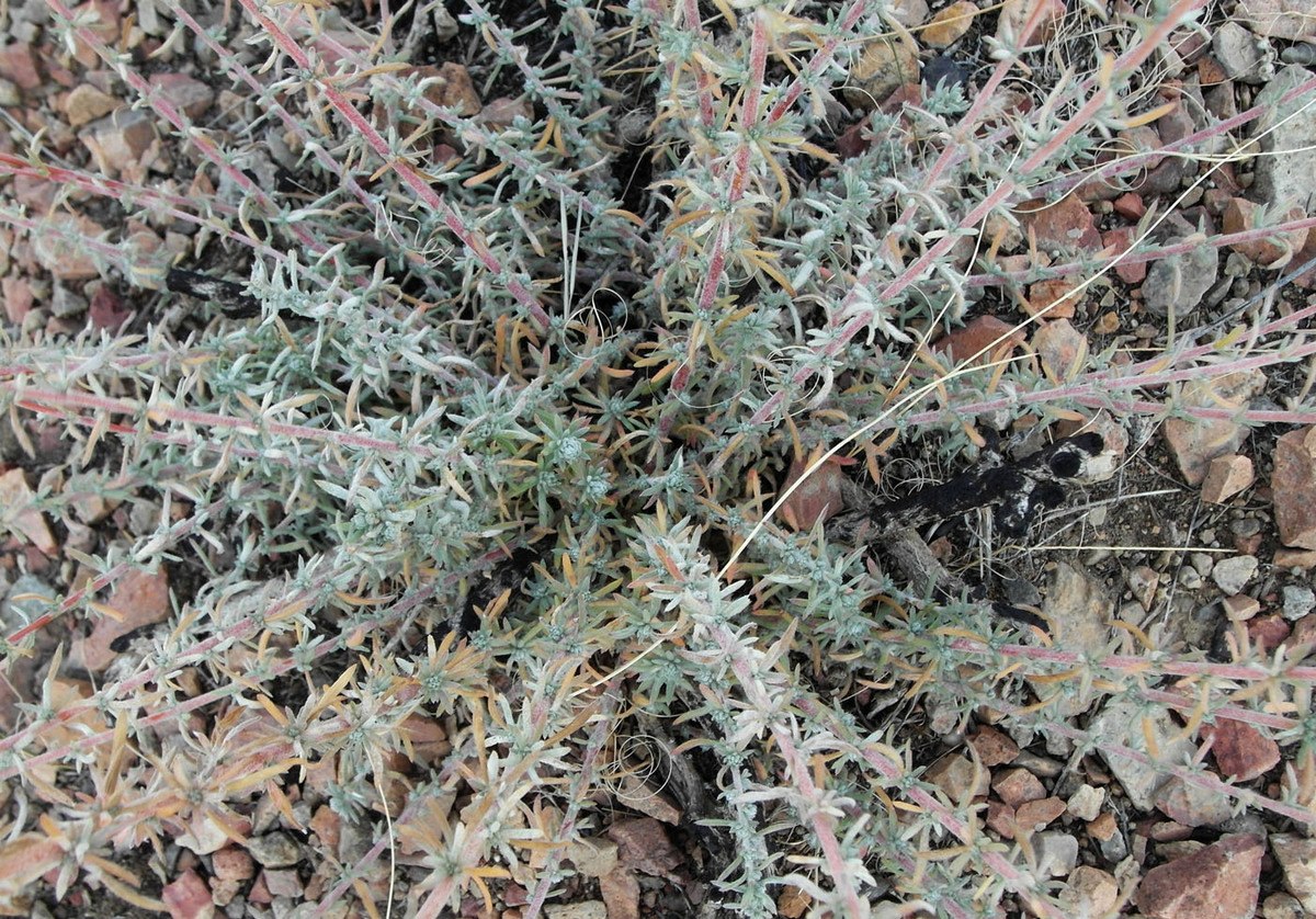 Бассия шерстистоцветковая Бассия шерстистоцветковая