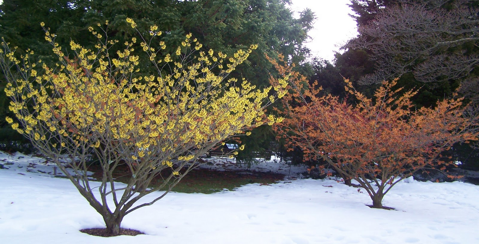 Гамамелис Гамамелис
