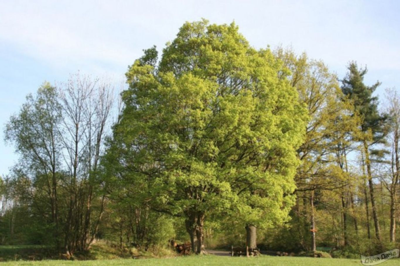 Клён полевой Клён полевой