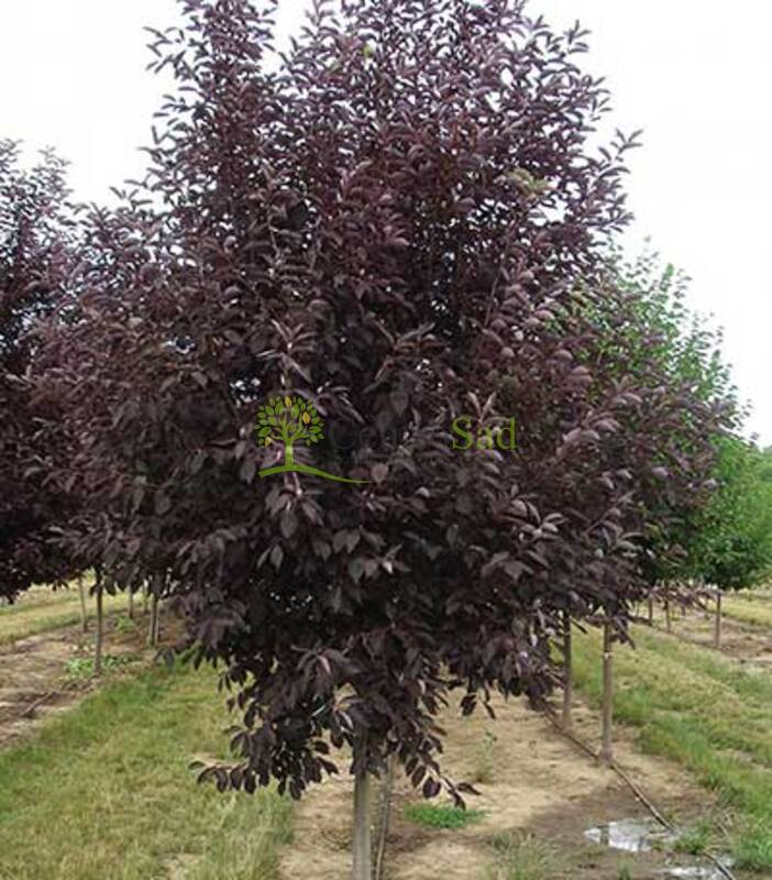 Черемуха виргинская