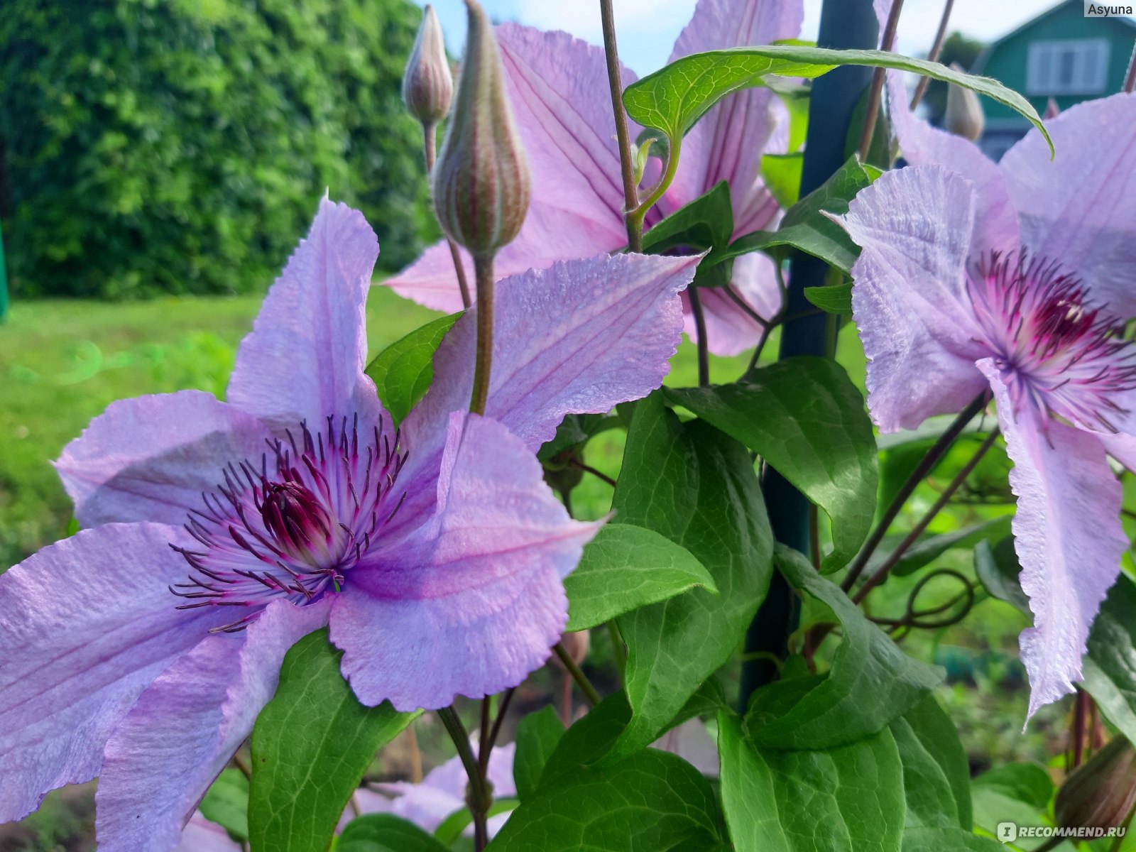 Клематис Флорида