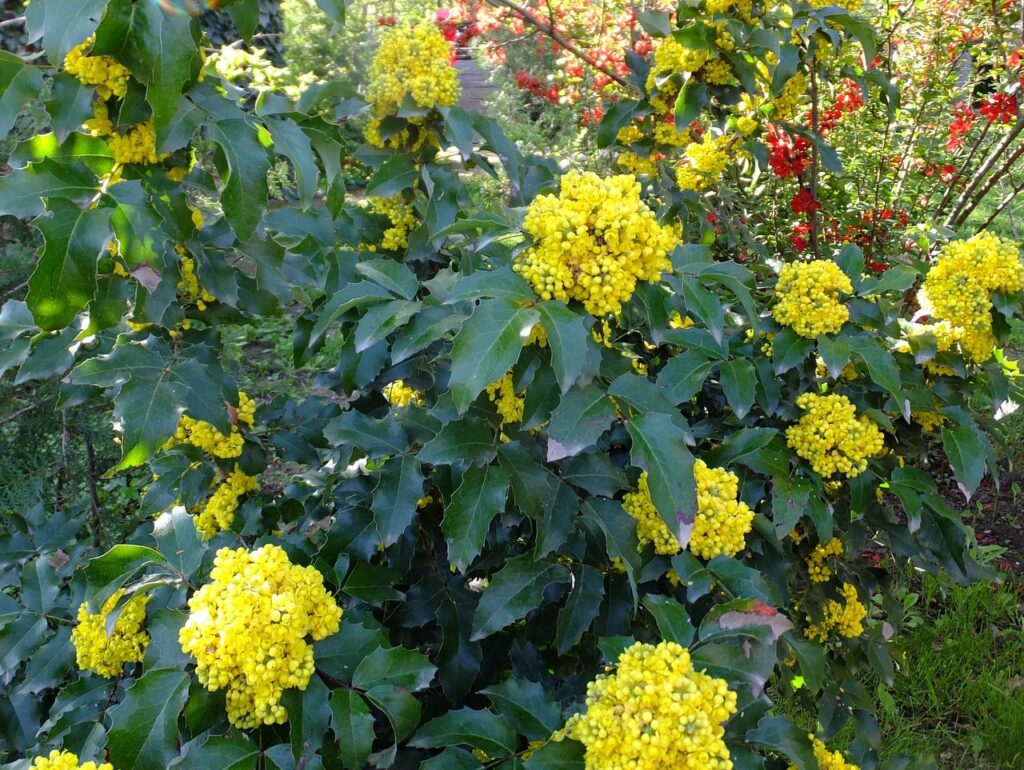 Магония падуболистная