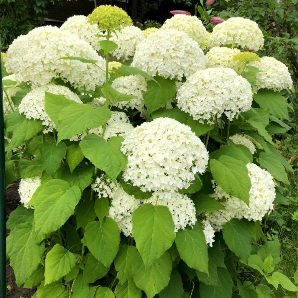 Гортензия древовидная