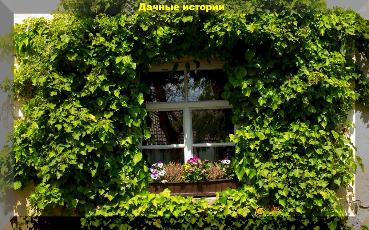 Древогубец лазящий