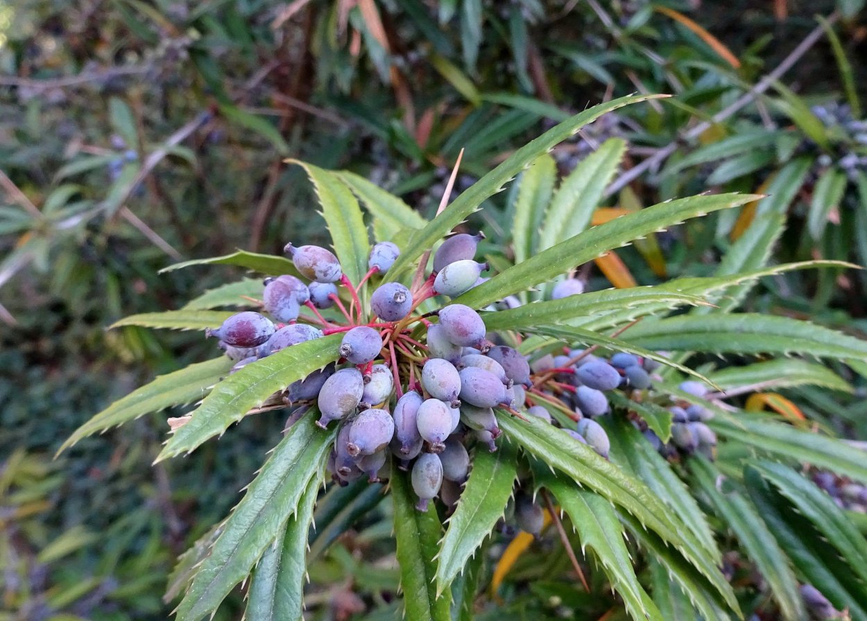 Барбарис Юлианы Барбарис Юлианы