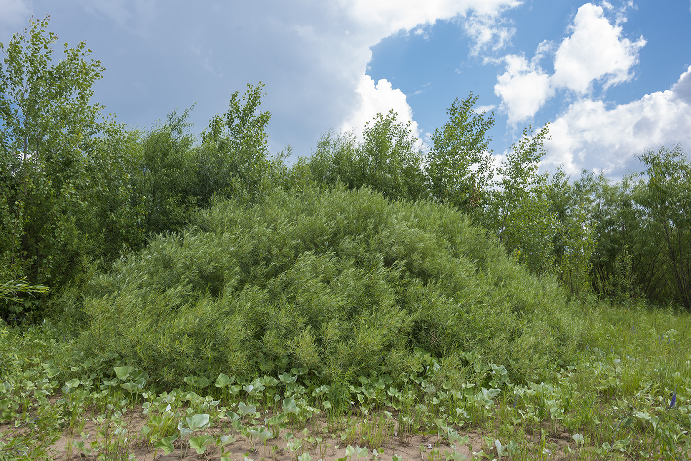 Ива корзиночная Ива корзиночная