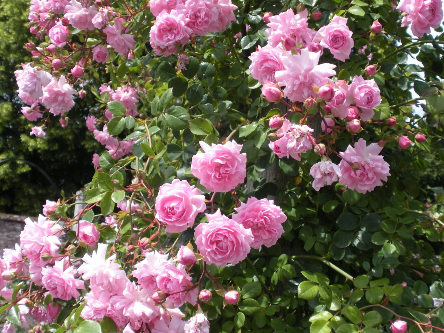 Роза плетистая Роза плетистая