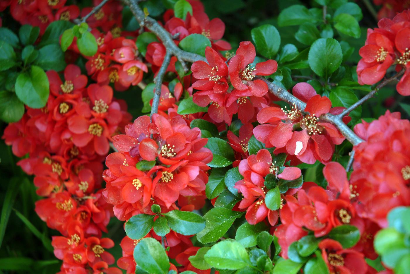 Айва катаянская Айва катаянская