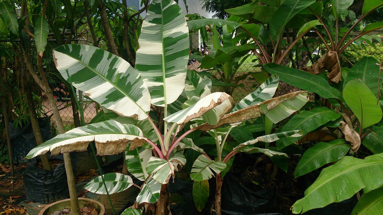 Банан японский Банан японский