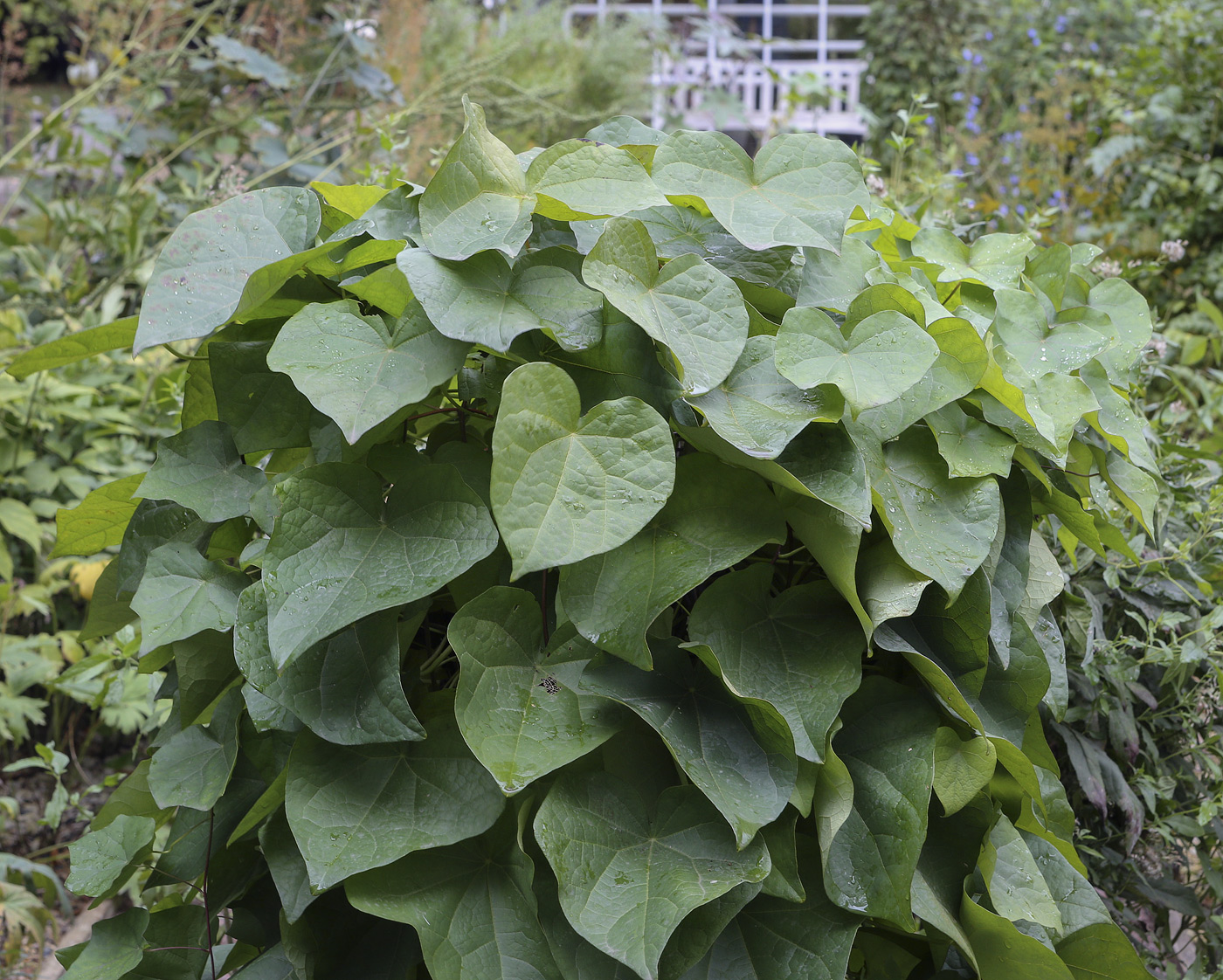 Луносемянник гибридный