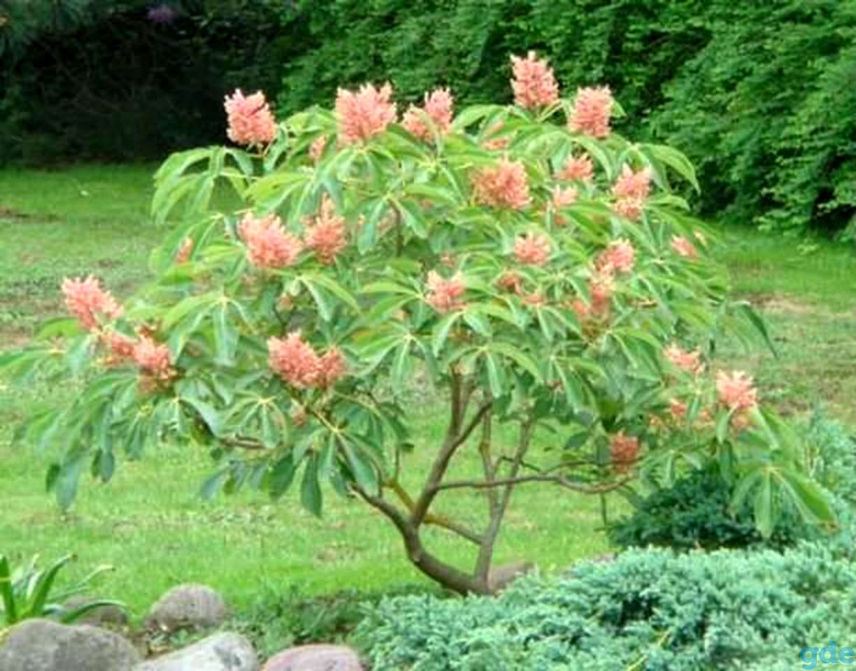 Каштан низкорослый