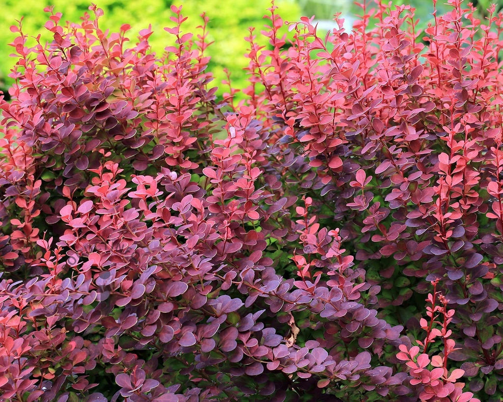 Барбарис подражающий