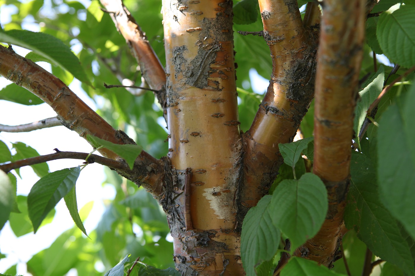 Черемуха Маака