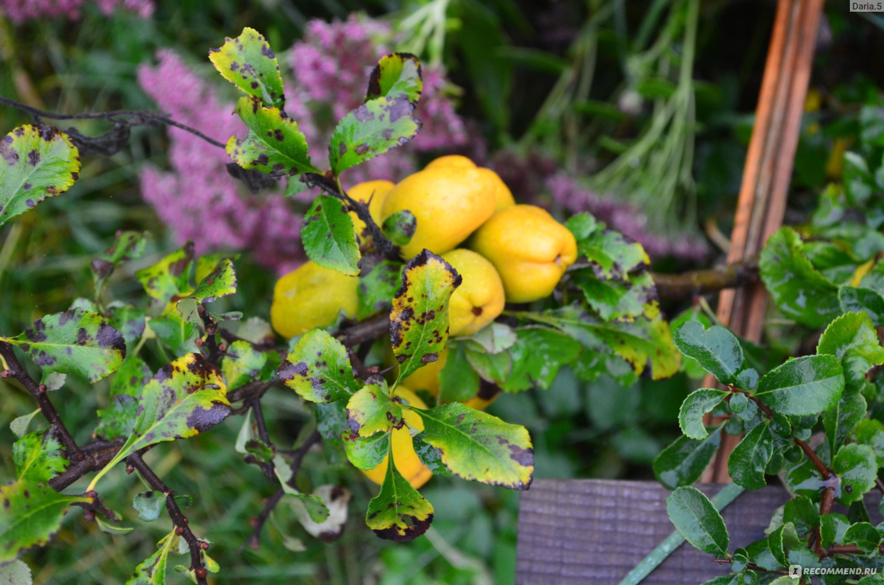 Айва прекрасная Айва прекрасная