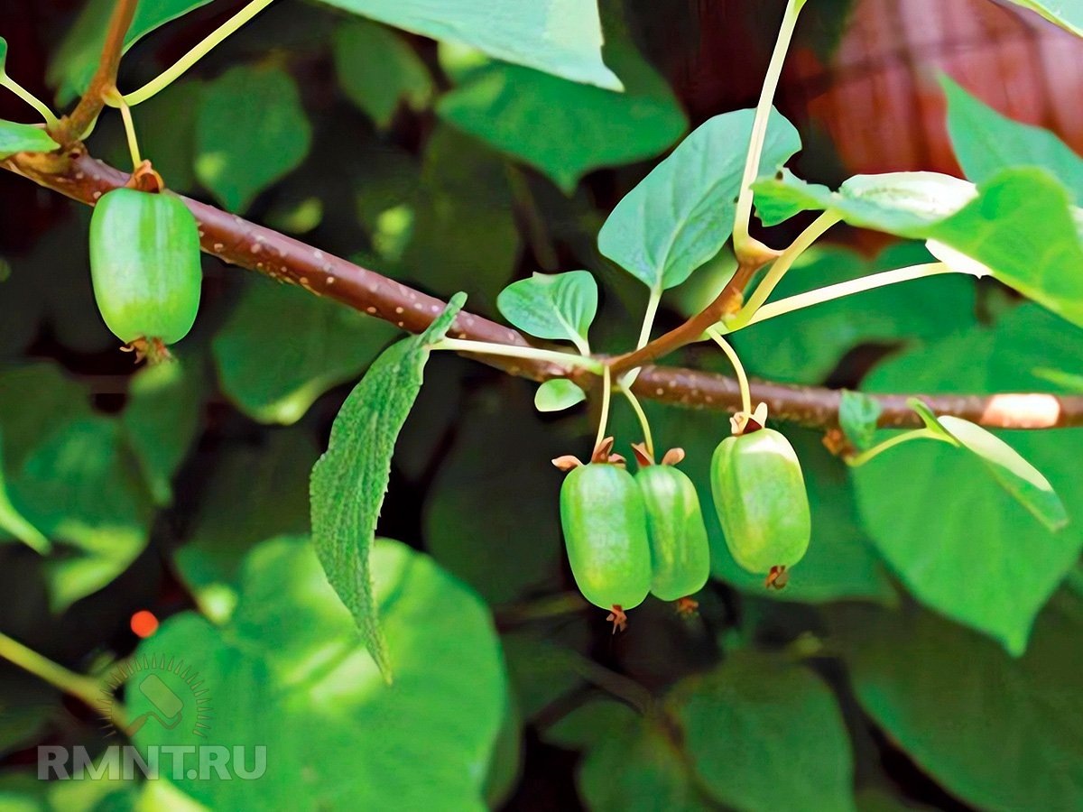 Актинидия полигамная