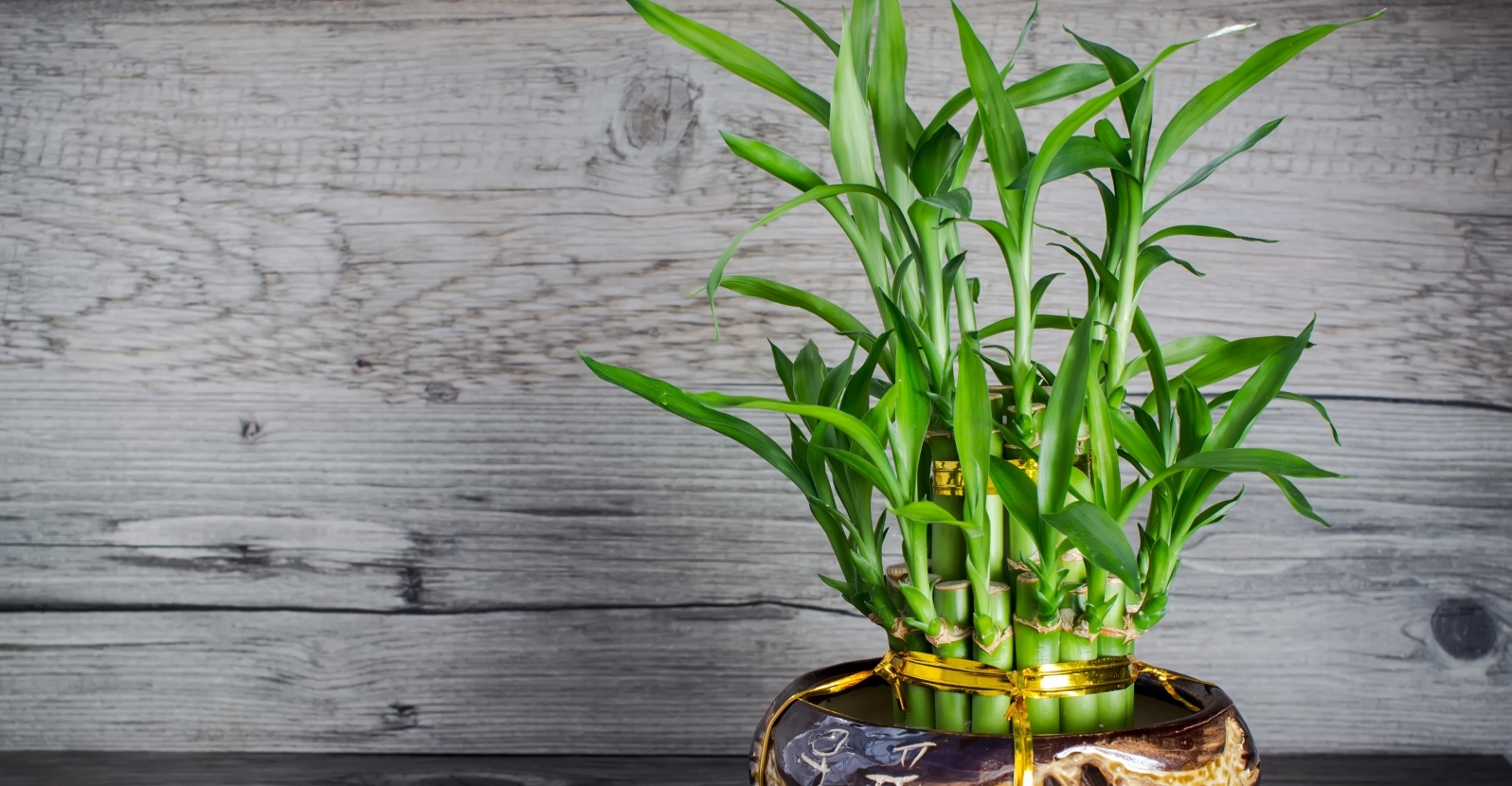 Бамбук сходный